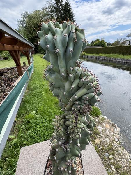 Cereus peruvianus monstrosus